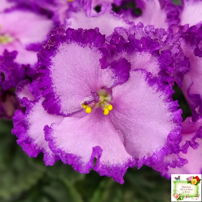 Lyon's Pirate's Treasure (S. Sorano) (8529) 11/09/1996