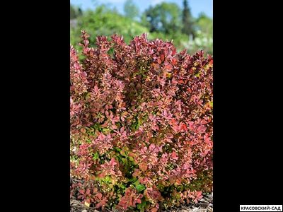 Барбарис Тунберга Pink Perfection - фото в саду - красовский-сад.рф