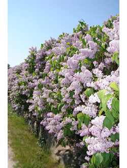Сирень венгерская