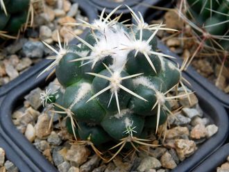 Coryphantha greenwoodii (D=40мм)