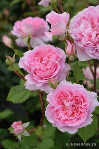 Хелен (Helen) Весна