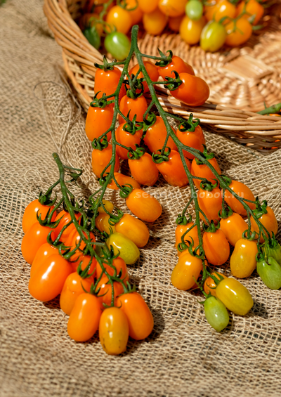 Томат Сан-Марцано Иса, 10 шт