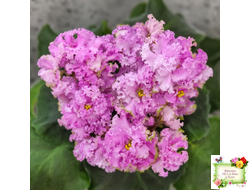 НД-Розовая Скумпия (Н. Данилова-Суворова) 2022 г.