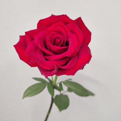 Роза Эквадор красная