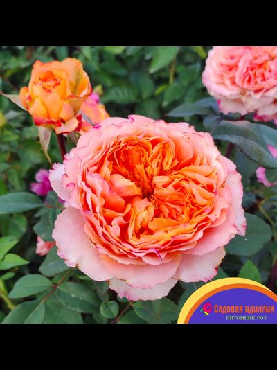 Каралуна (Caraluna)