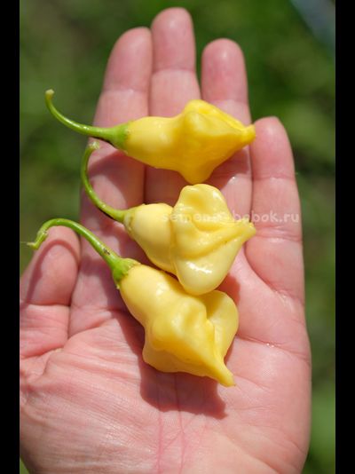 Перец острый Dulce Luna (Дольче Луна), 10 шт