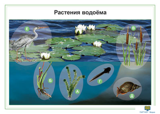 Растения, комбинированное наглядное пособие (СD-диск + 80 карточек)