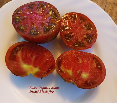 Гном Черный огонь, Черноогненный  (Dwarf Black fire)