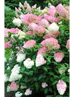 Гортензия метельчатая  Pink Lady