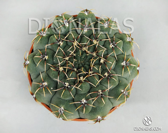 Gymnocalycium multiflorum