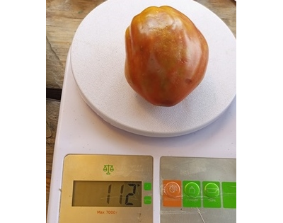 Гном Альмандин (Dwarf Almandine)