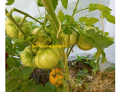 Томат Большая радуга (Big Rainbow, США)