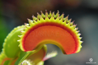 Dionaea muscipula Dracula