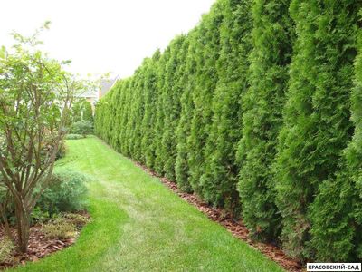 Живая изгородь из туи западной Смарагд - Smaragd