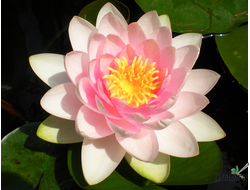 Нимфея Голландия