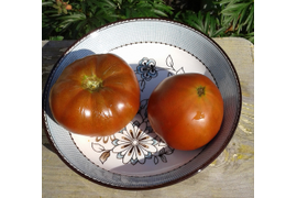 Мулатка, томат Гном, ранний,  60- 70 см