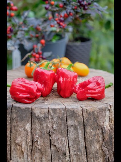 Перец сладкий Griolla De Cocina (Креольская Кухня), 10 шт