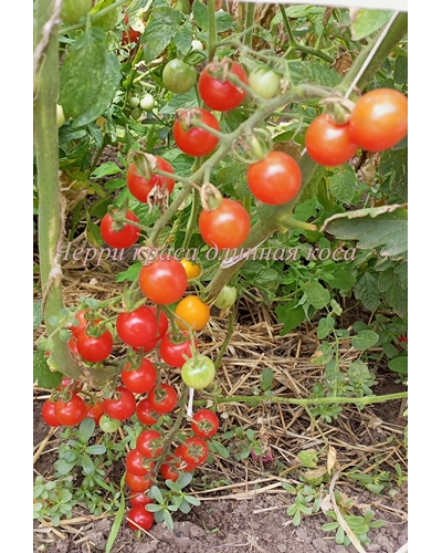 Томат Черри-краса-длинная коса