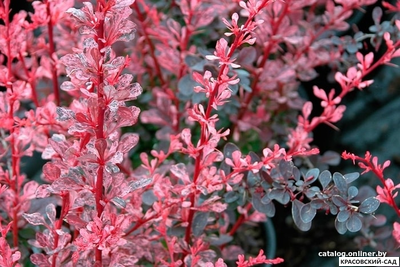 Барбарис Роуз Глоу - Rose Glow