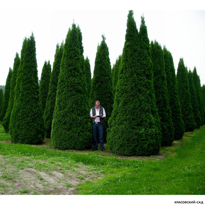 Туя Смарагд - Smaragd 5 метров