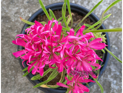 Пеларгония Ирида Гавайи