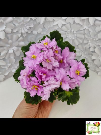 АВ-Поющие Пески (Фиалковод) 2021 г. (гёрл-листья с кроновой пестролистностью)