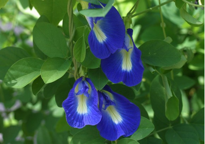 Тайский Чай Анчан butterfly pea tea (50 гр)