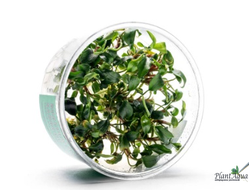 Буцефаландра Sanggau (меристемная) АЗИЯ