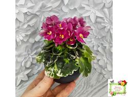 ЛЕ-Фруктовая Мармеладка (Е.Лебецкая) 2017 г. (лист укоренённый)