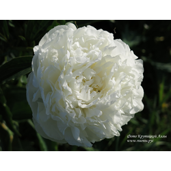 Пион Антарктида