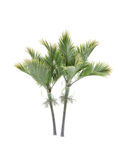 тропические Гедисцепа кентерберийская Hedyscepe canterburyana 01 05