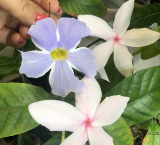 Копсия Фрутикоза / Kopsia fruticosa