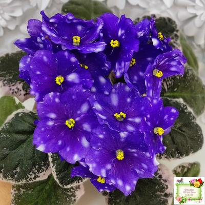 Rivermist Galaxy (J.Baker) (10973) 04/13/2018