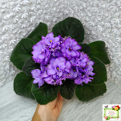 Blue Dragon (LLG/P.Sorano) (9516) 12/17/2005