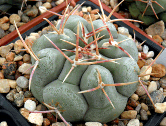 Thelocactus hexaedrophorus - 4 семени