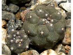 Copiapoa hypogaea KP 815 C (D=15-20mm) с деткой