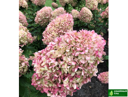 Гортензия метельчатая "Cotton Cream" (Коттон Крим)