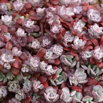 Седум Пурпуреум - Sedum Purpureum, Sedum spathulifolium Purpureum, Седум лопатчатолистный пурпурный