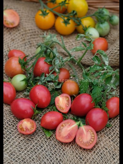 Томат Морозный водопад - Шимофури (Shimofuri), 10 шт