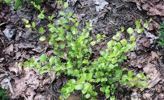 Береза карликовая С3,40-60