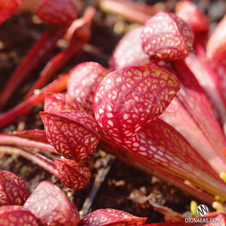 Sarracenia Psittacina | Саррацения Попугайная