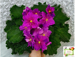 Dn-Cherchez la Femme (Д. Денисенко) 2020 г.