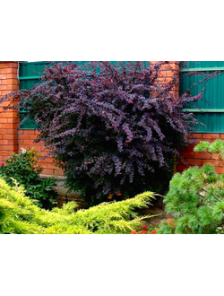 Барбарис оттавский Superba