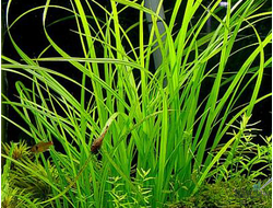 Циперус Хелфера