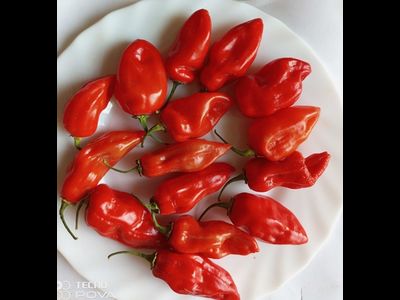 Перец острый  Naga Smooky Rainbow