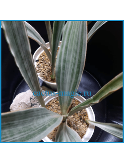 Sansevieria trifasciata ‘Metallica’