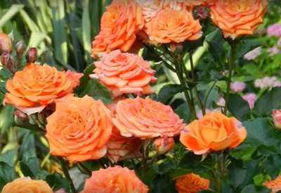 Роза Келли (Kelly) ОКС, Россия