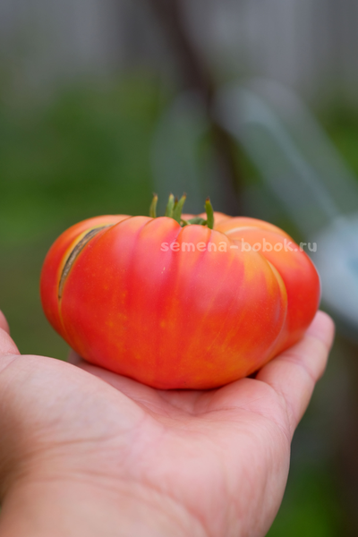 Томат Marcy’s Mystery (Тайна Марси), 10 шт