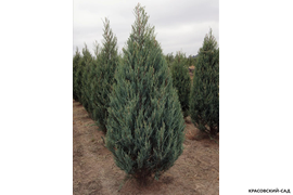 Можжевельник Блю Эрроу - Фотография саженцев в питомнике весной