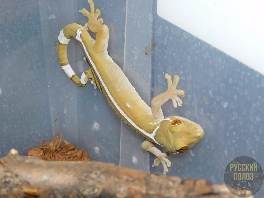 Полосатый геккон, Gekko vittatus